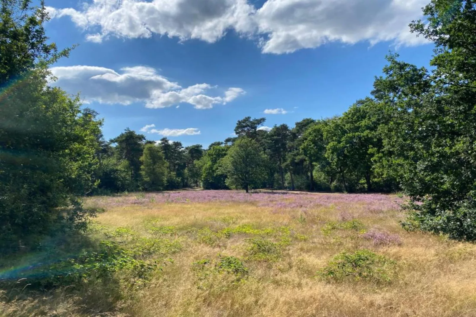 Vakantiepark De Heihorsten 2-Gebieden zomer 5km