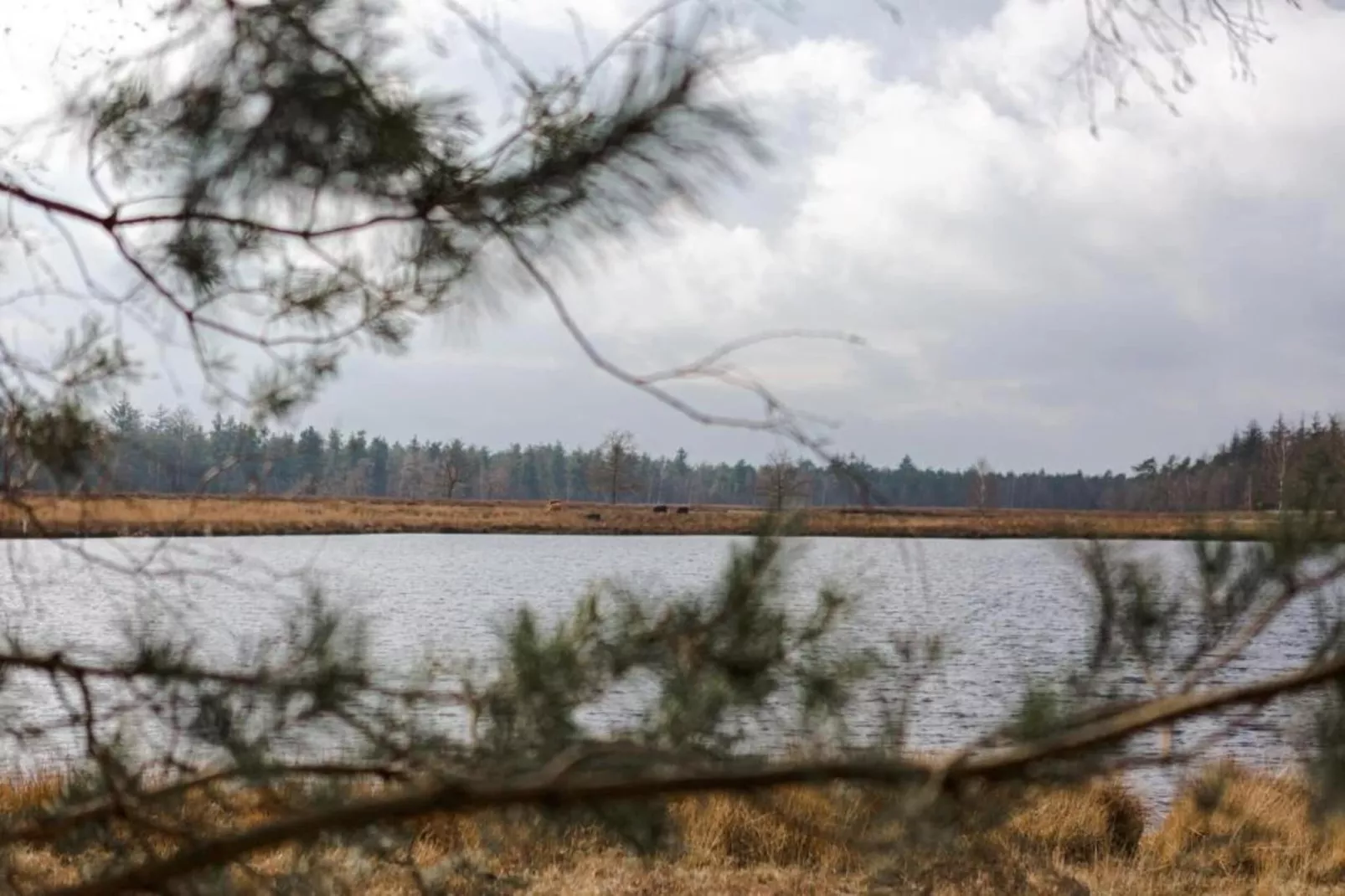 Dorpswoning Het Knusse-Gebieden zomer 20km