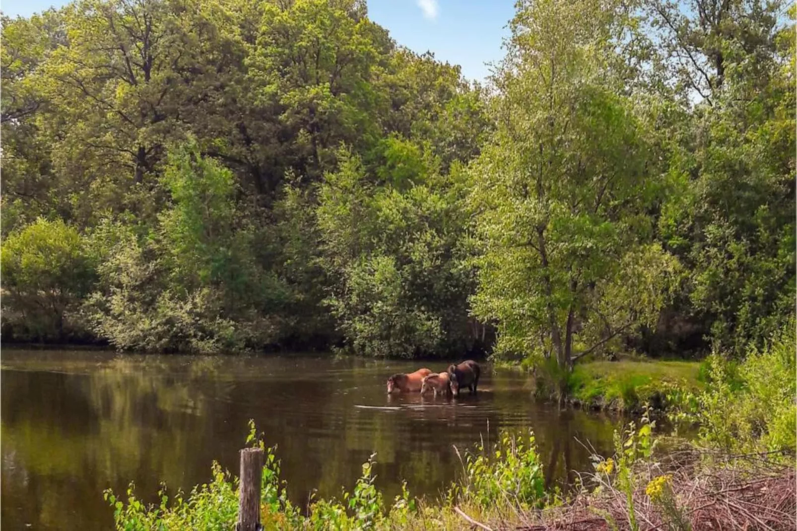 Vakantiepark Weerterbergen 5-Gebieden zomer 20km