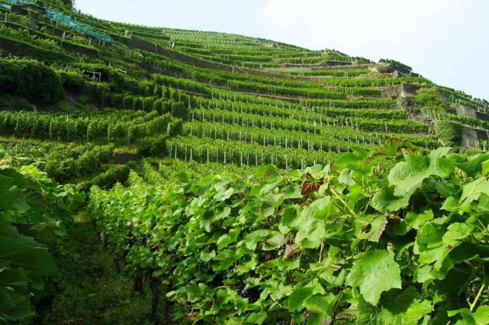Dachstube-Gebieden zomer 5km
