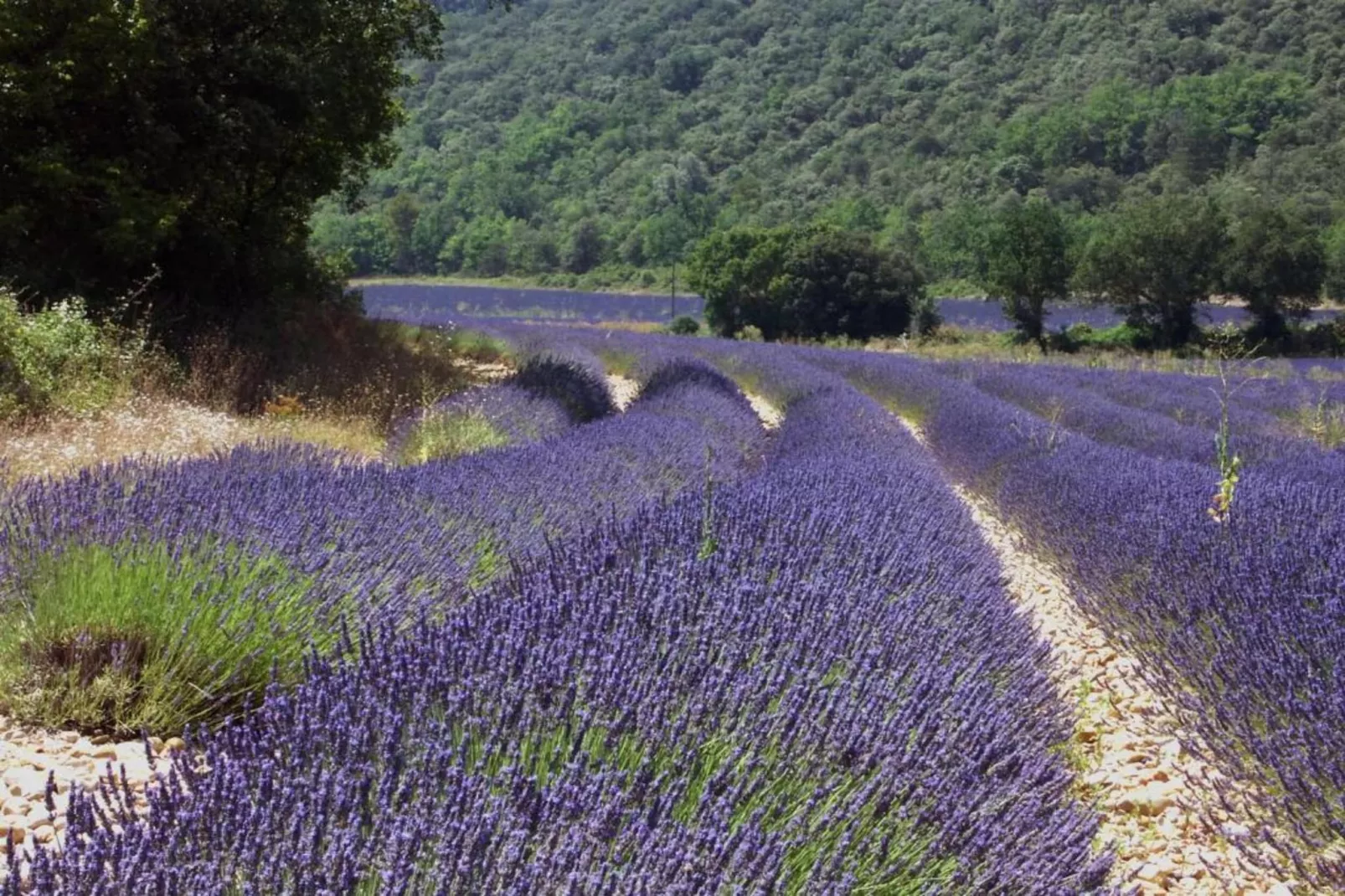 	 Résidence La Licorne de Haute-Provence 4-Gebieden zomer 5km