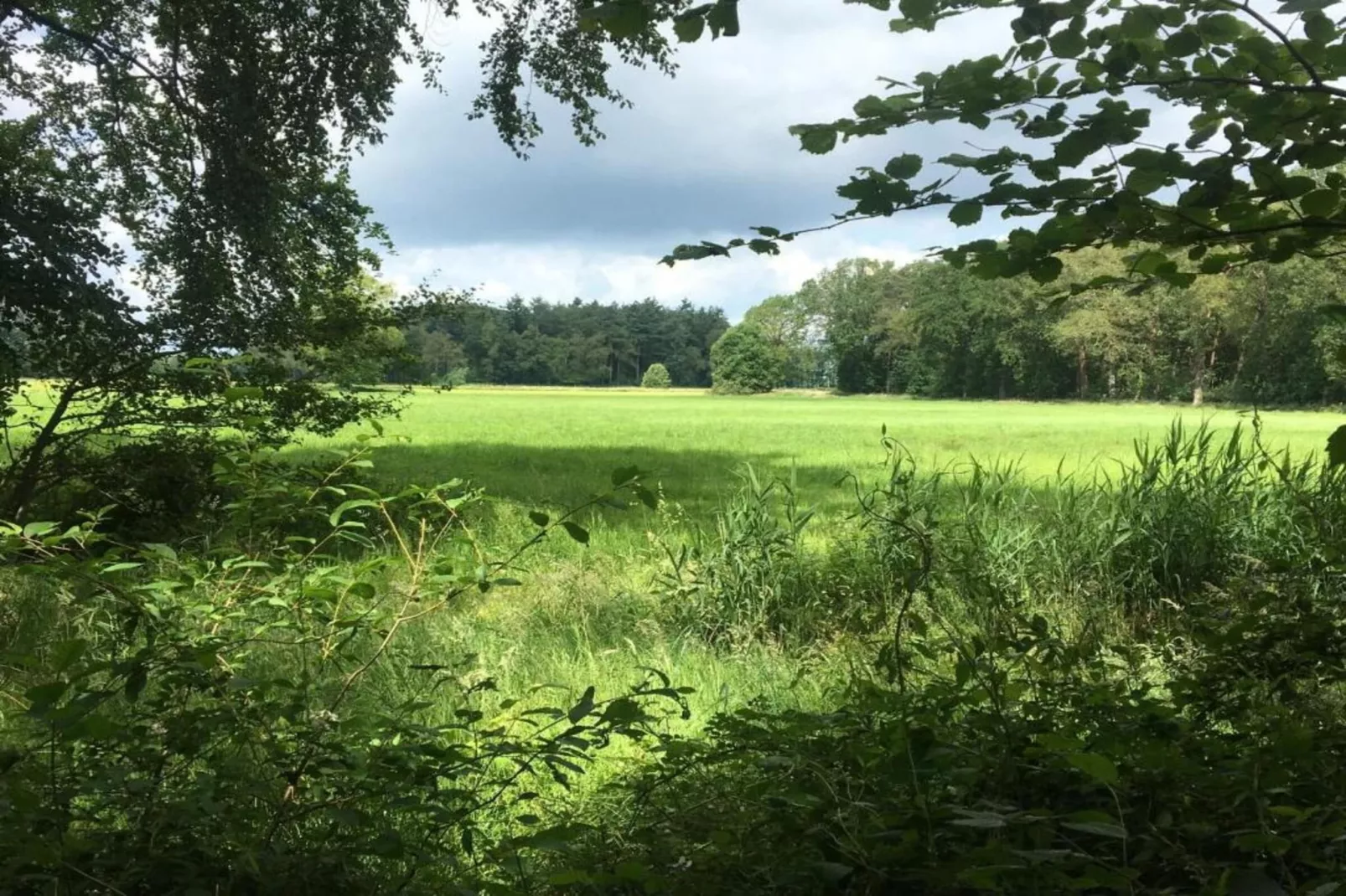 Koe in de Kost 4-Gebieden zomer 1km