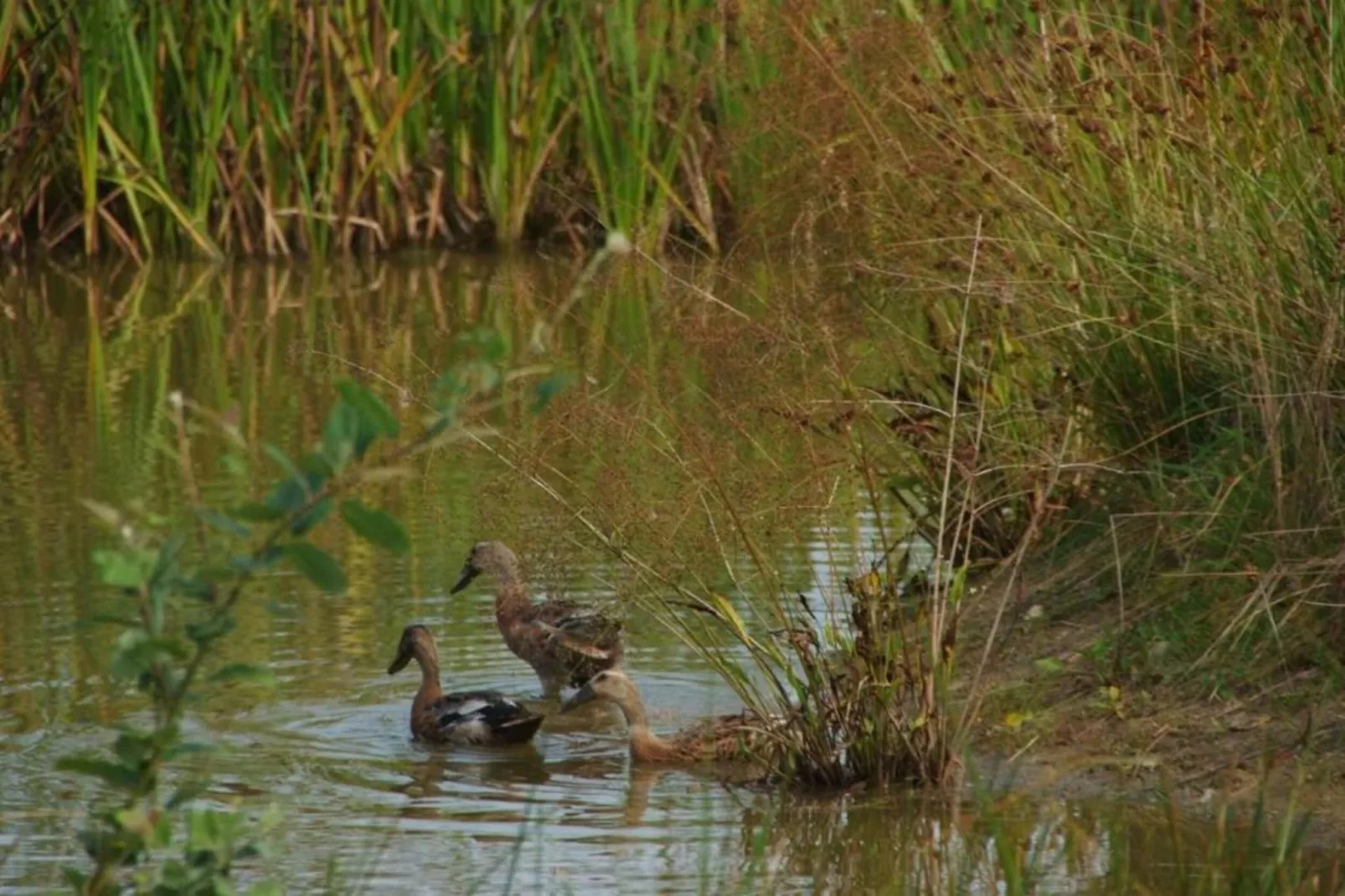 De Kerkereed-Gebieden zomer 20km