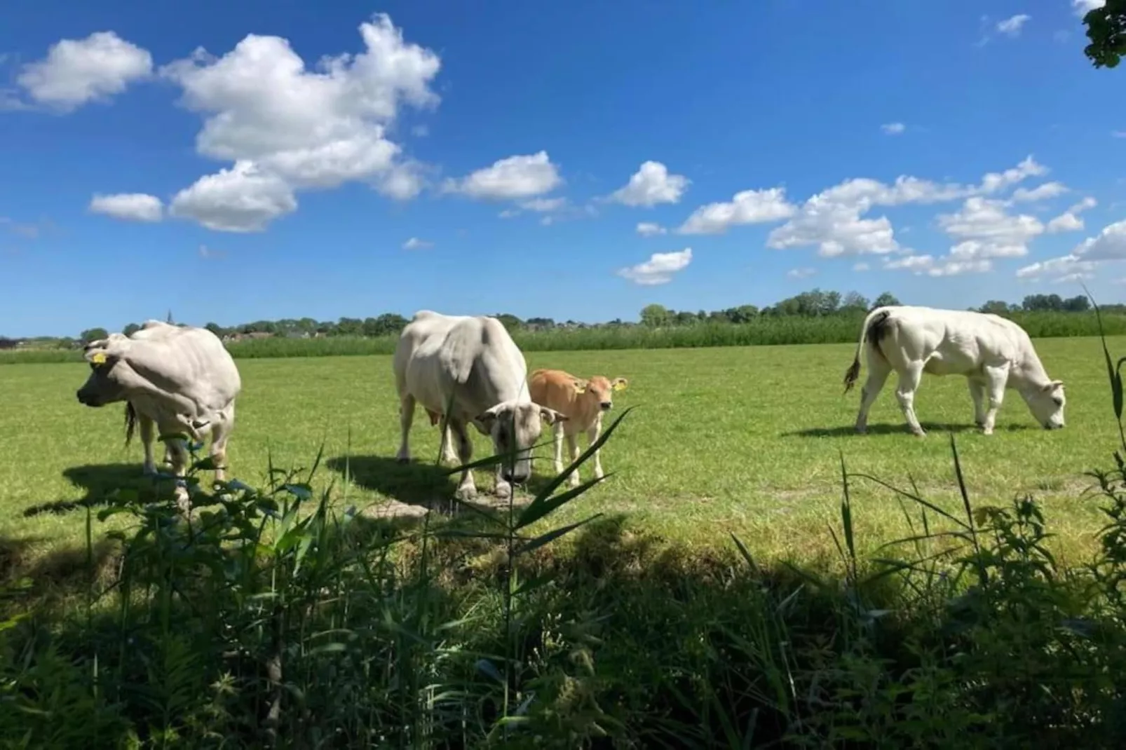 Huisje 'In de Tuin' A en B-Gebieden zomer 20km