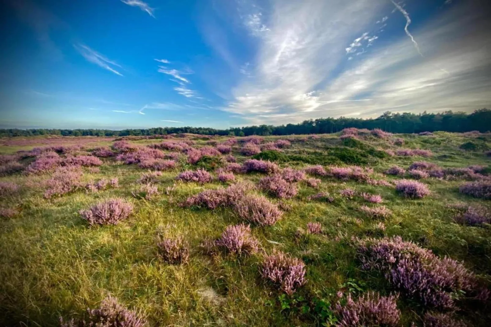 Vlindervallei Boshuis 16p-Gebieden zomer 5km