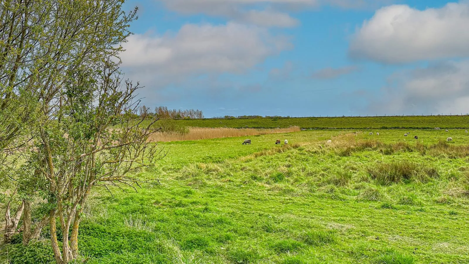 Coast Comfort-Gebieden zomer 1km