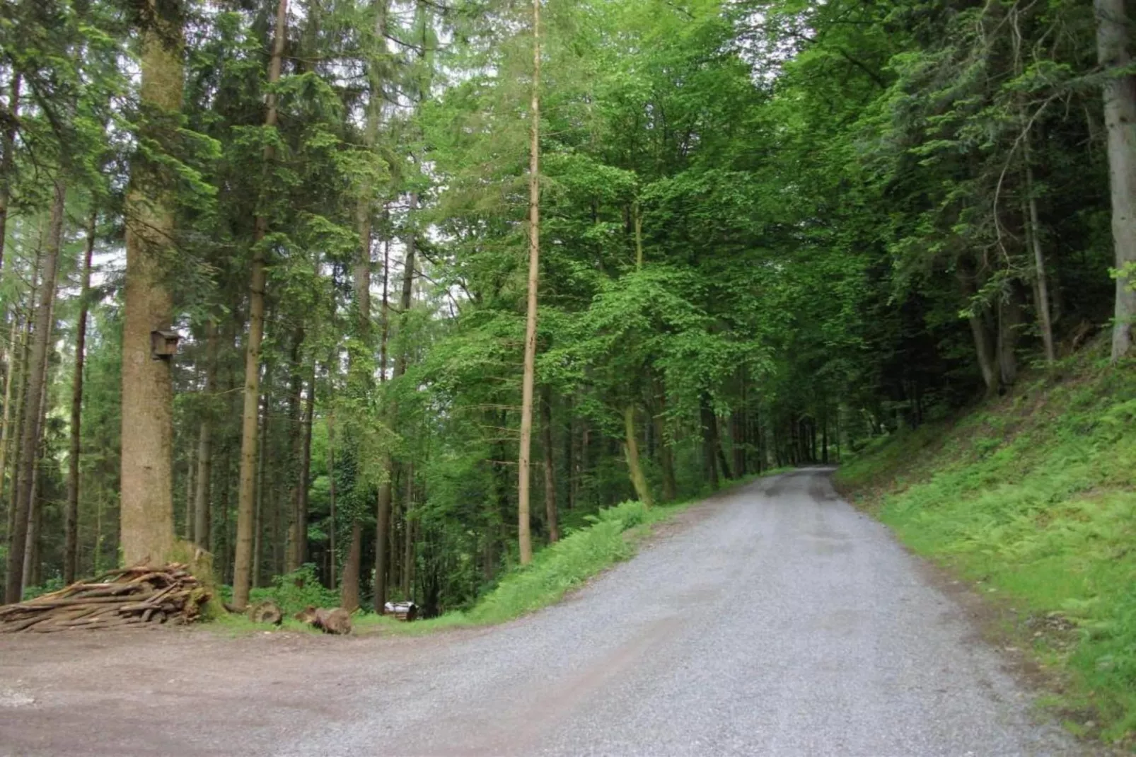 Schwarzwald-Gebieden zomer 20km
