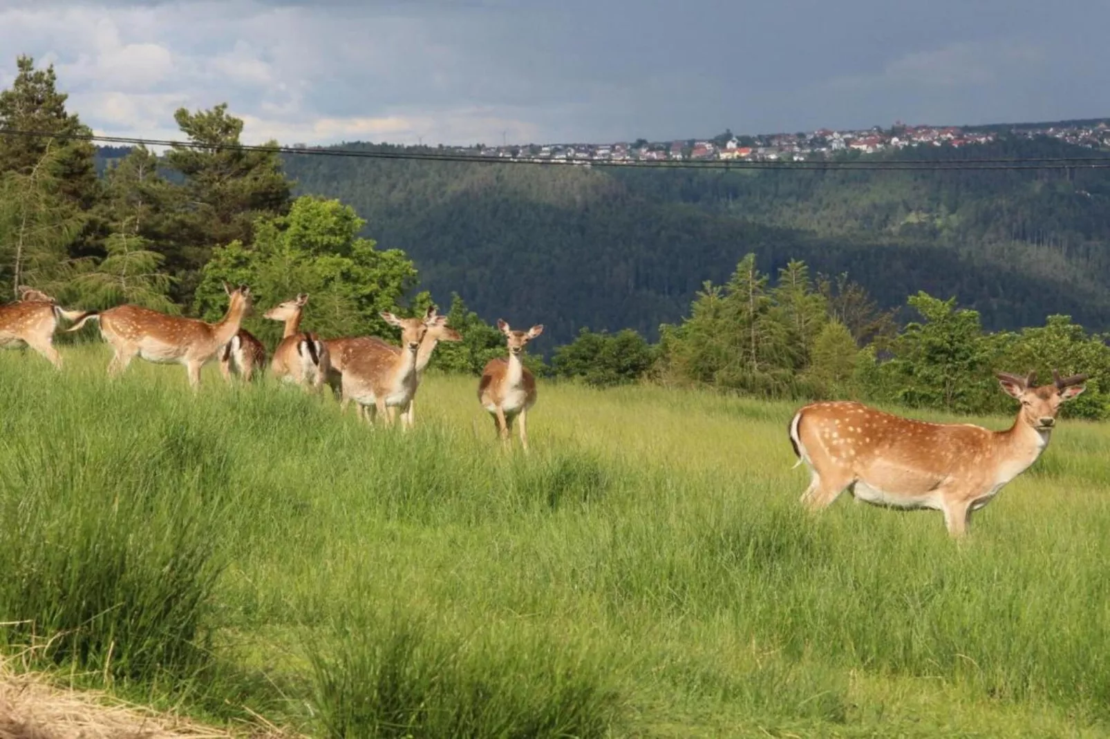 Schwarzwald-Gebieden zomer 20km