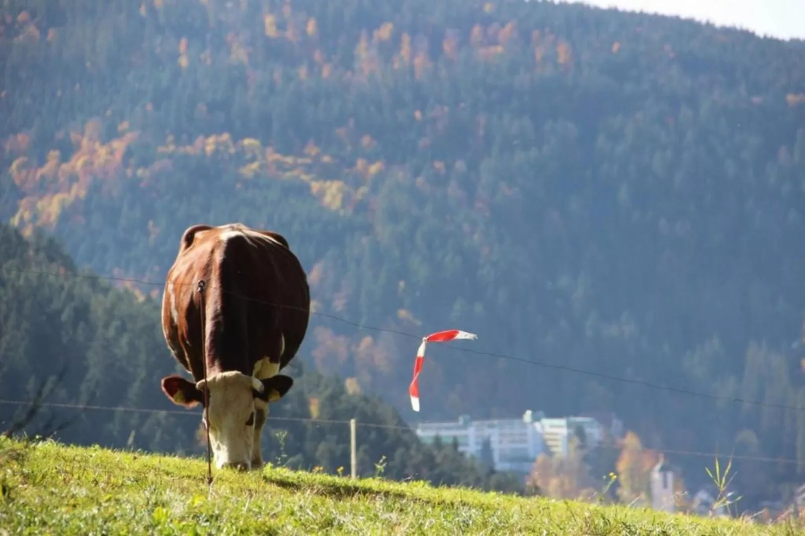 Schwarzwald-Gebieden zomer 20km