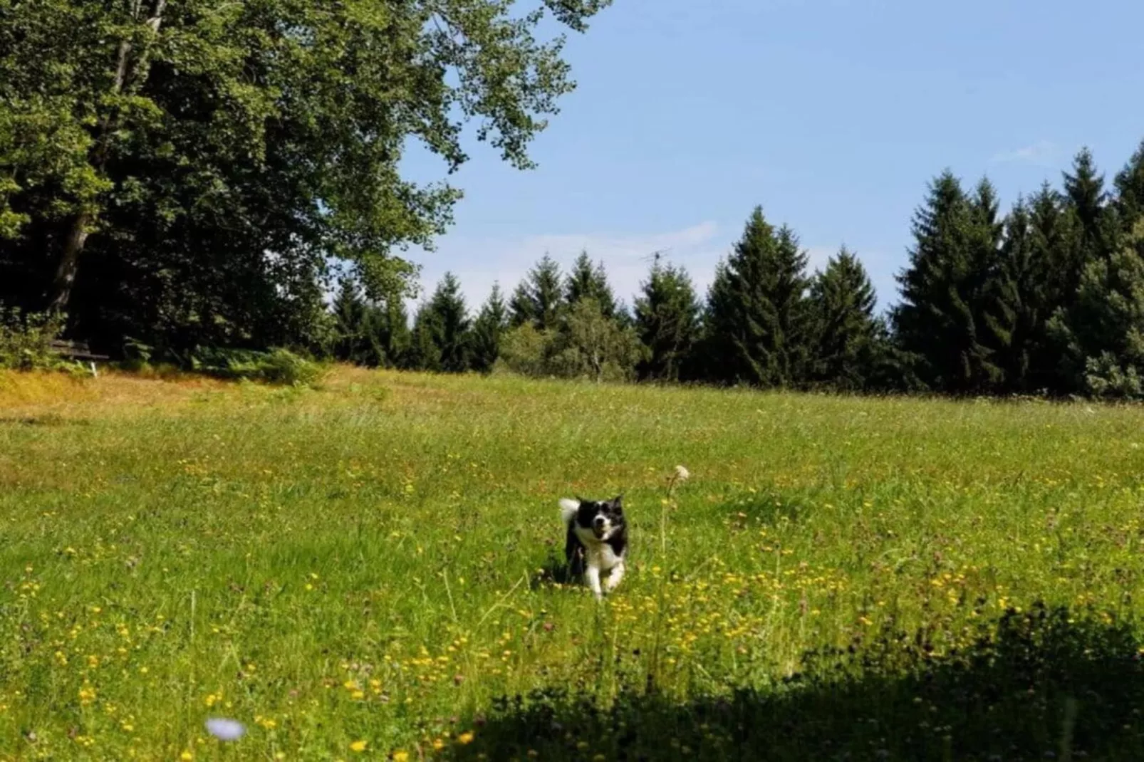 Im Zellertal-Gebieden zomer 20km