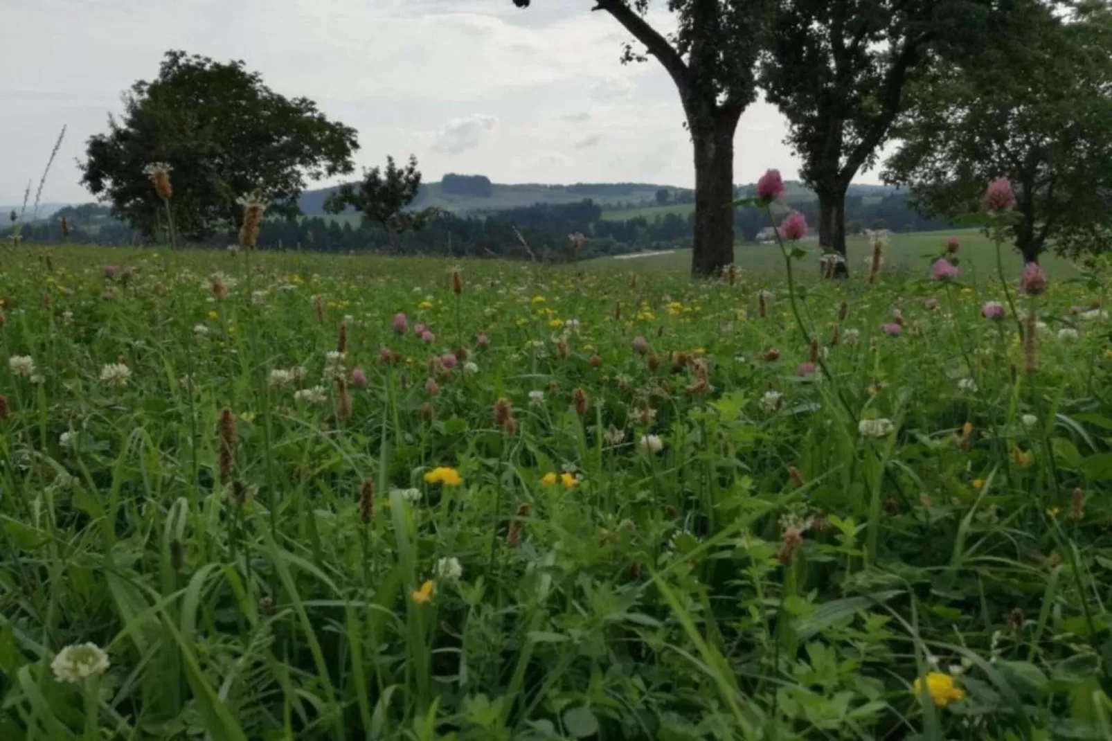 Altenfeld-Gebieden zomer 5km