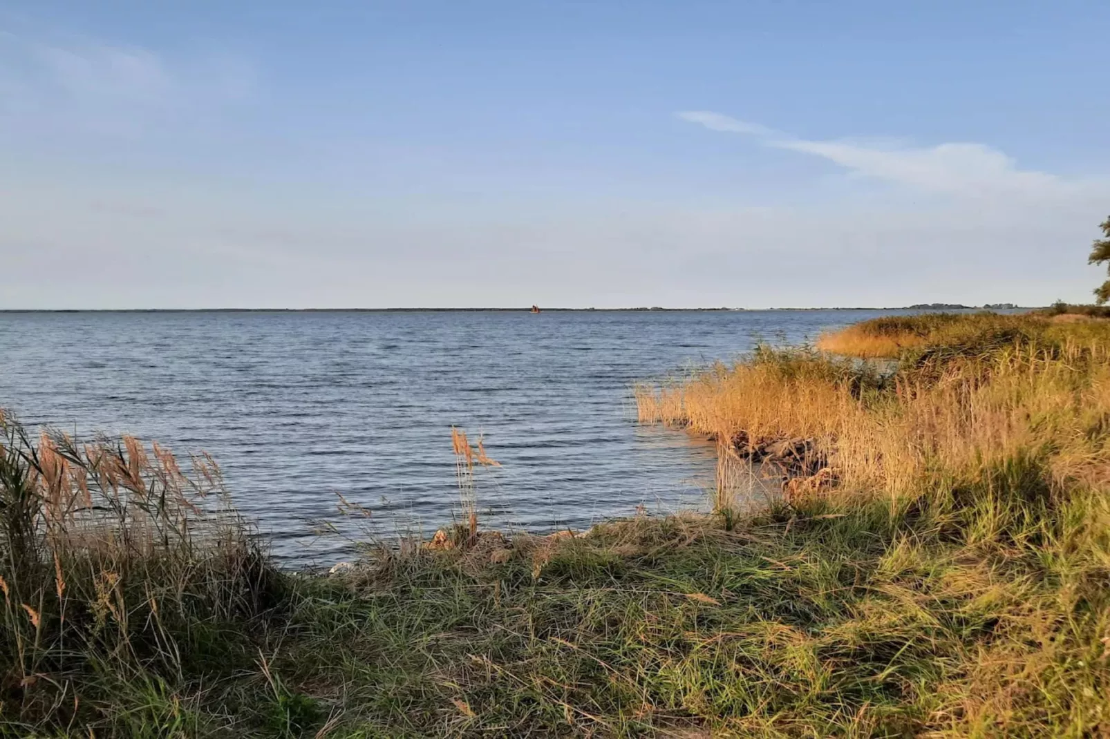 Seeschwalbe 35-Gebieden zomer 1km