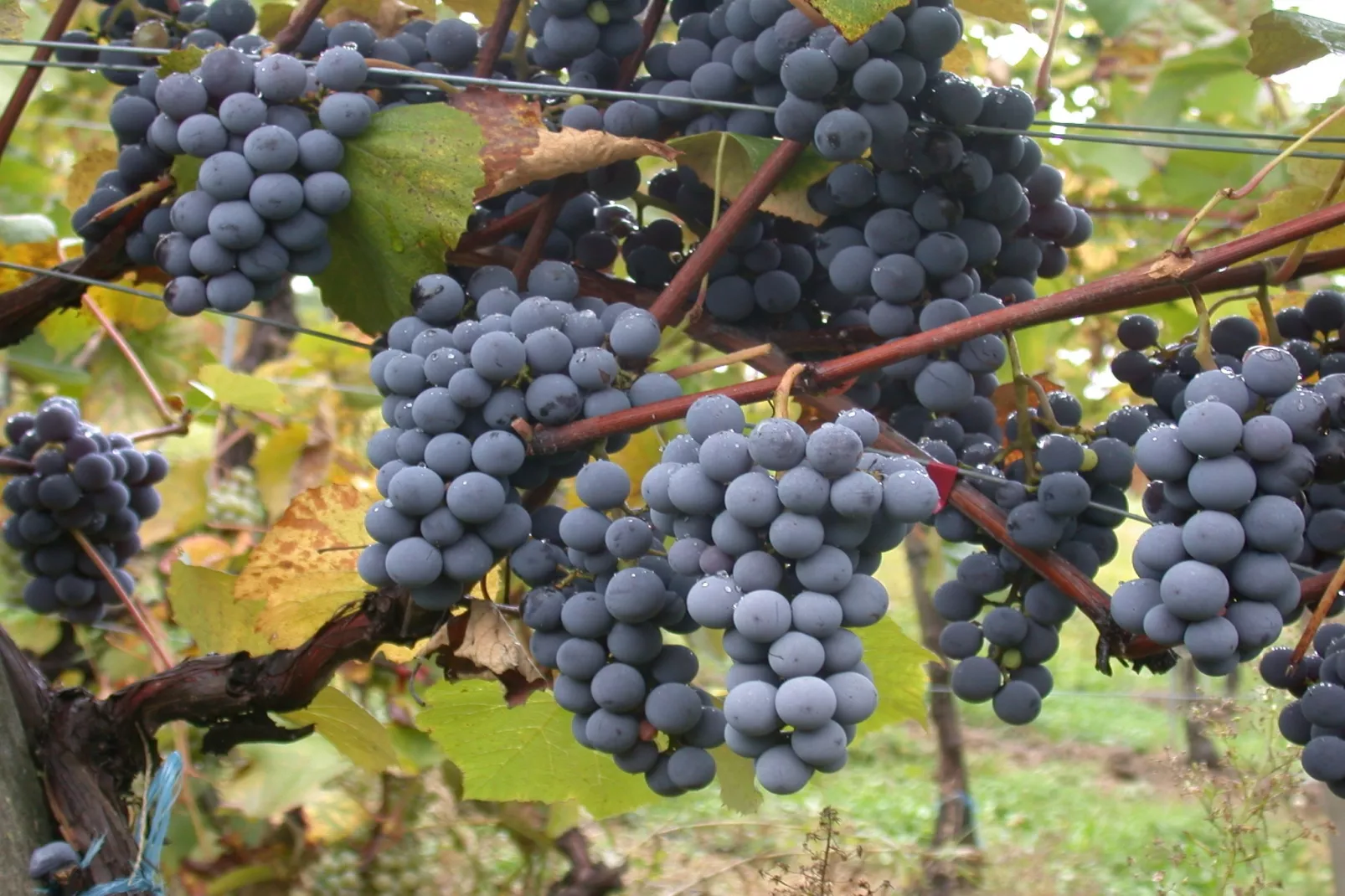 Casa Ribeira Sacra-Sfeer