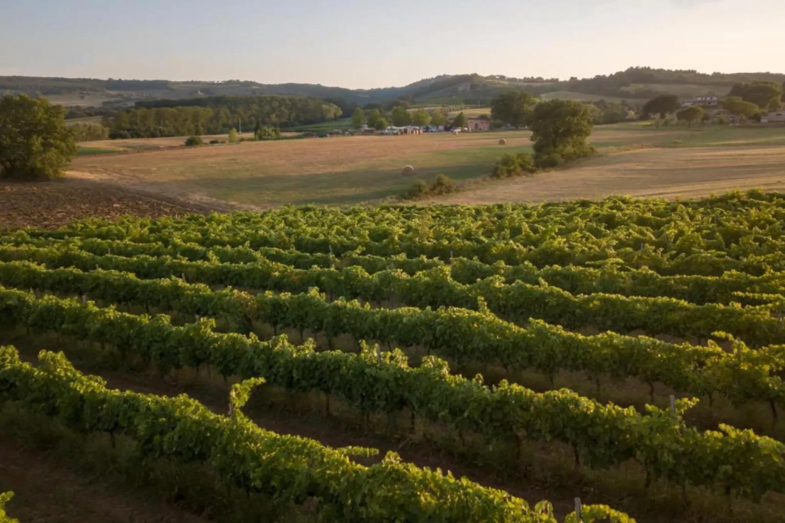 Salvia-Gebieden zomer 20km