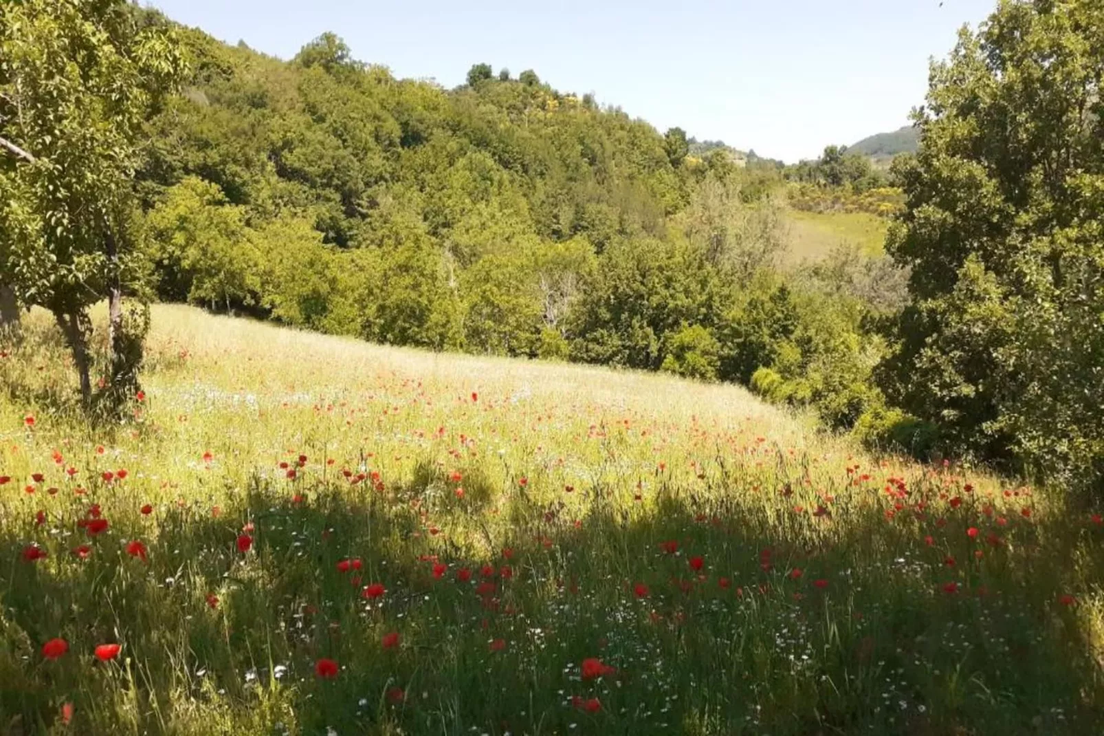 Sangiovese-Gebieden zomer 5km