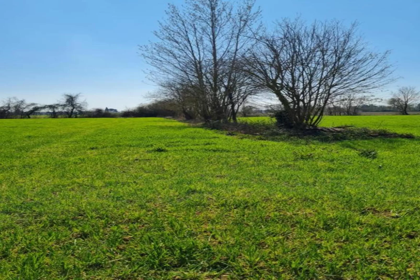 Orchidea-Gebieden zomer 20km