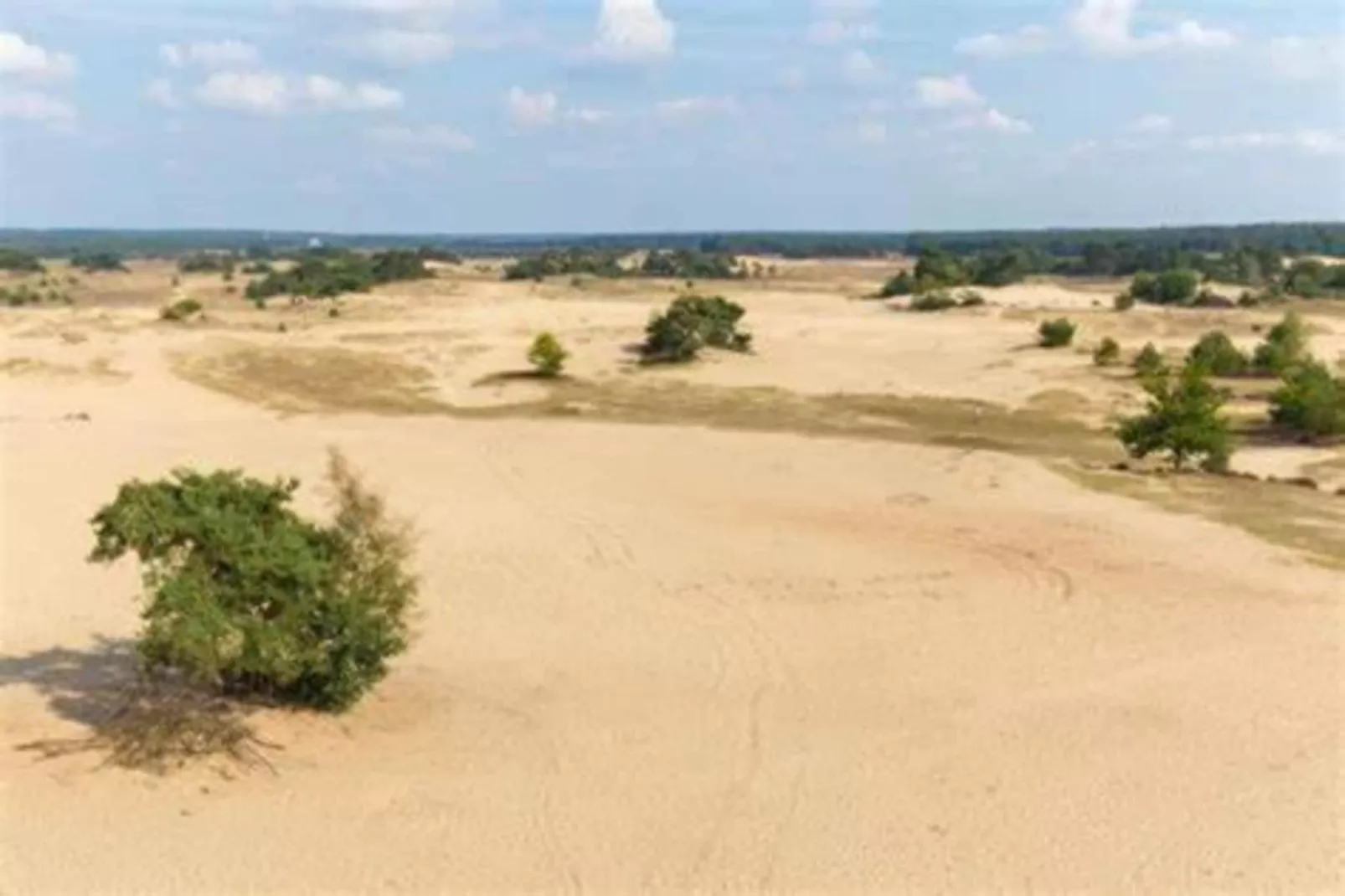 Reewold-Gebieden zomer 20km