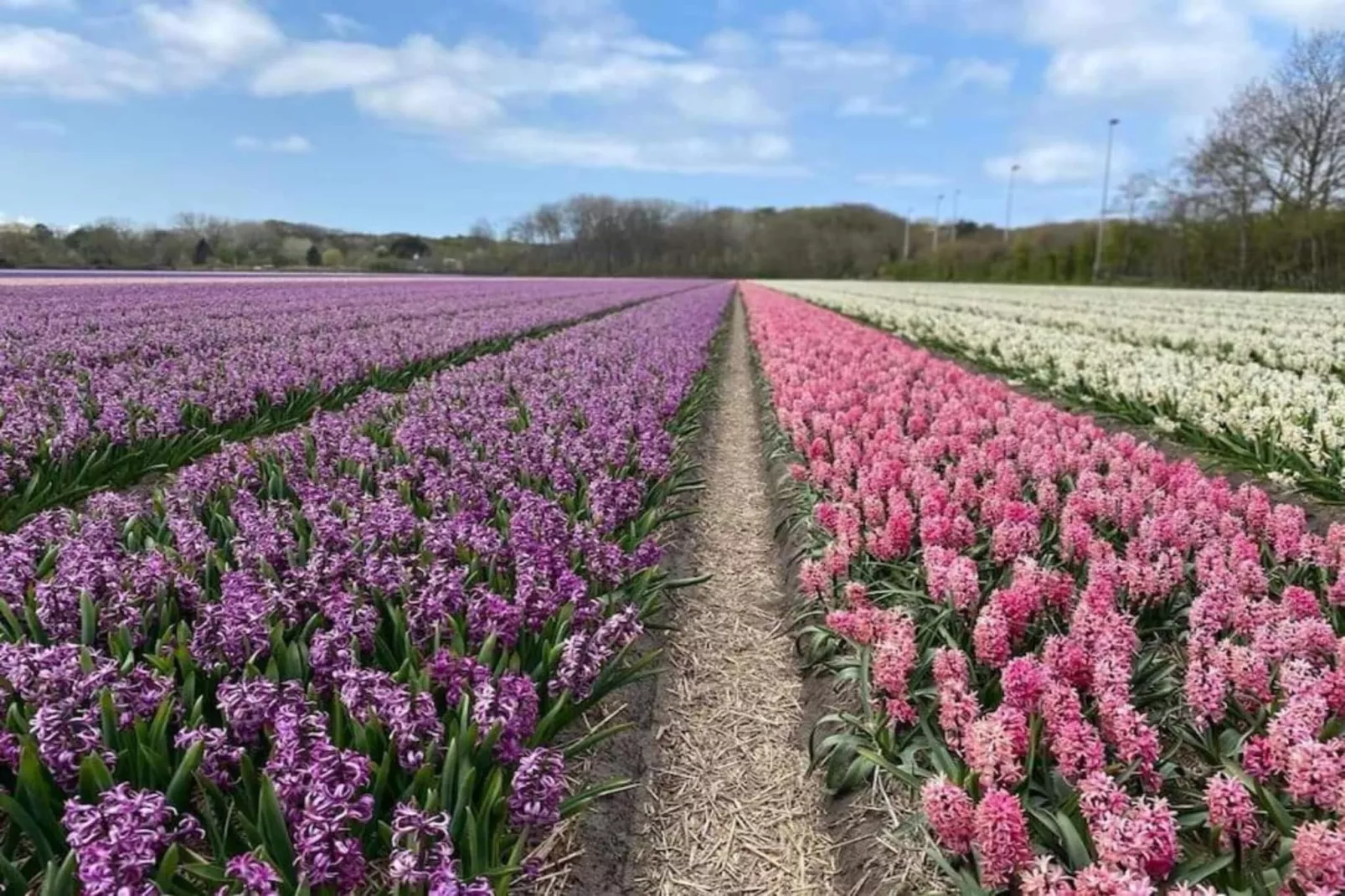 Vakantiehuis De Weide Blick-Gebieden zomer 5km