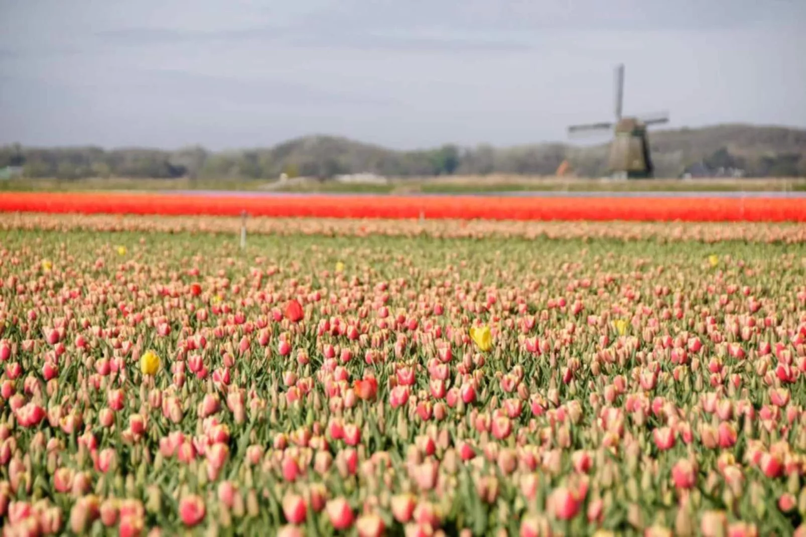 De Schone Leij-Gebieden zomer 20km