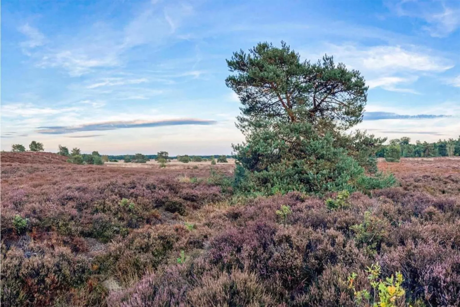 De Veluwse Hoevegaerde 3-Gebieden zomer 5km