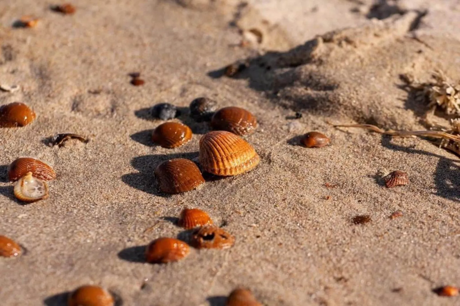 Vakantiepark Beach Resort 2-Gebieden zomer 20km