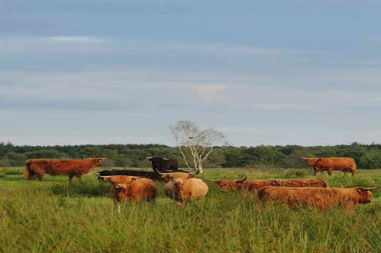RCN Vakantiepark de Roggeberg 13-Gebieden zomer 20km