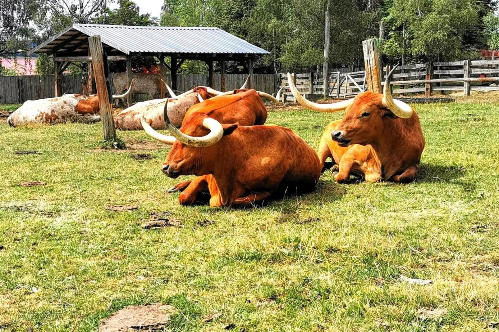 Ferienhaus in Hasselfelde - Haus 318 Auerhahn-Gebieden zomer 5km