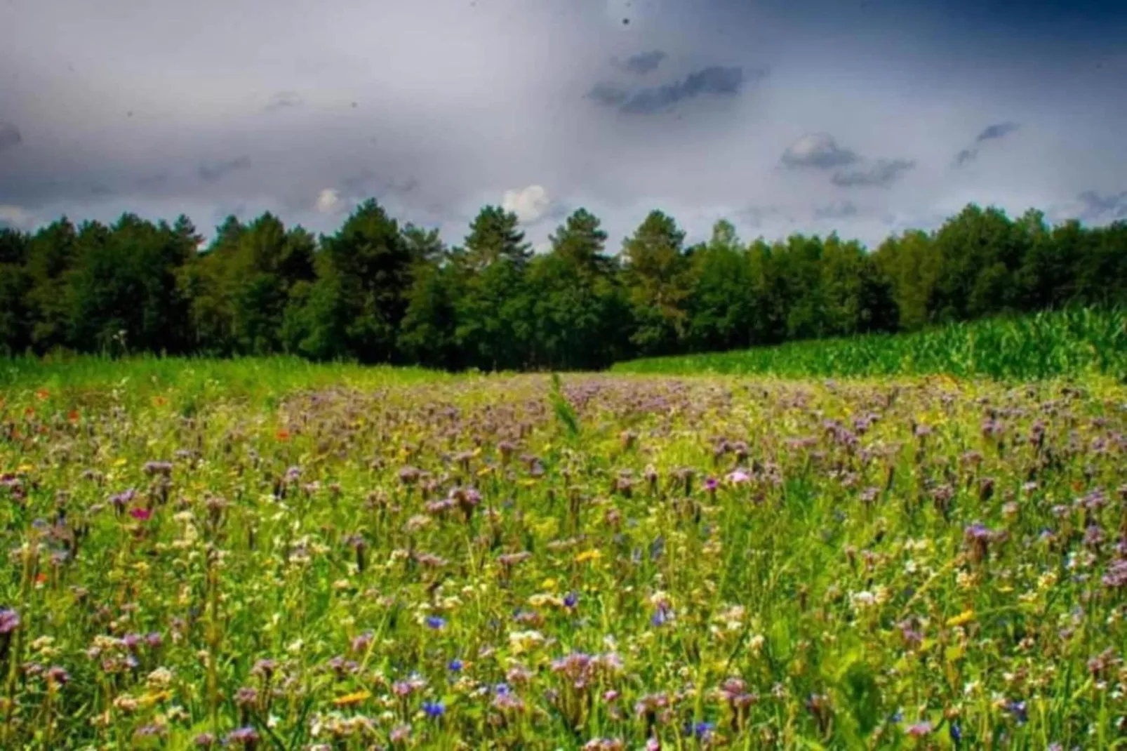 Vakantiepark Schaijk 11-Gebieden zomer 5km