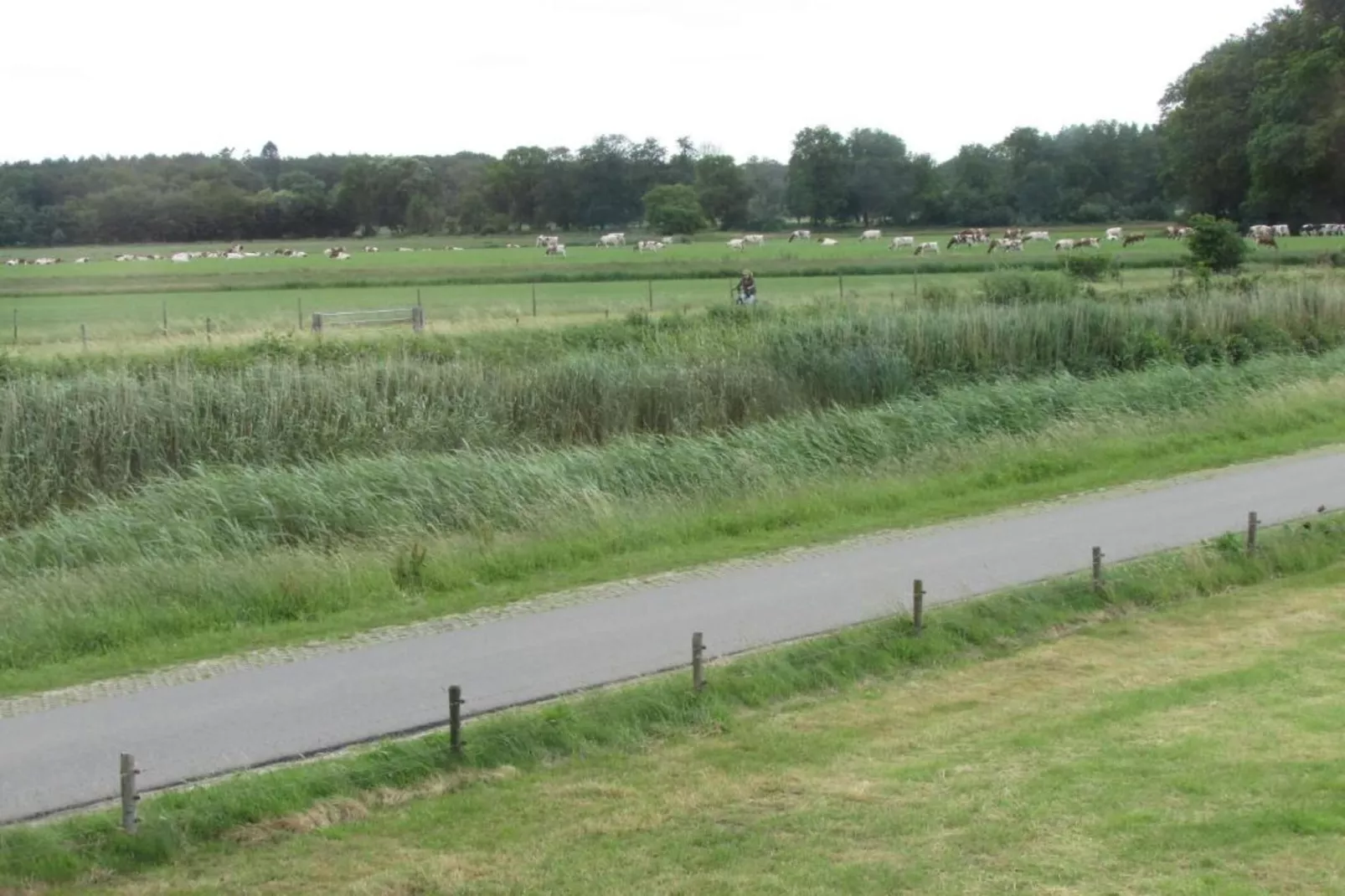 Koe in de Kost 4-Gebieden zomer 1km