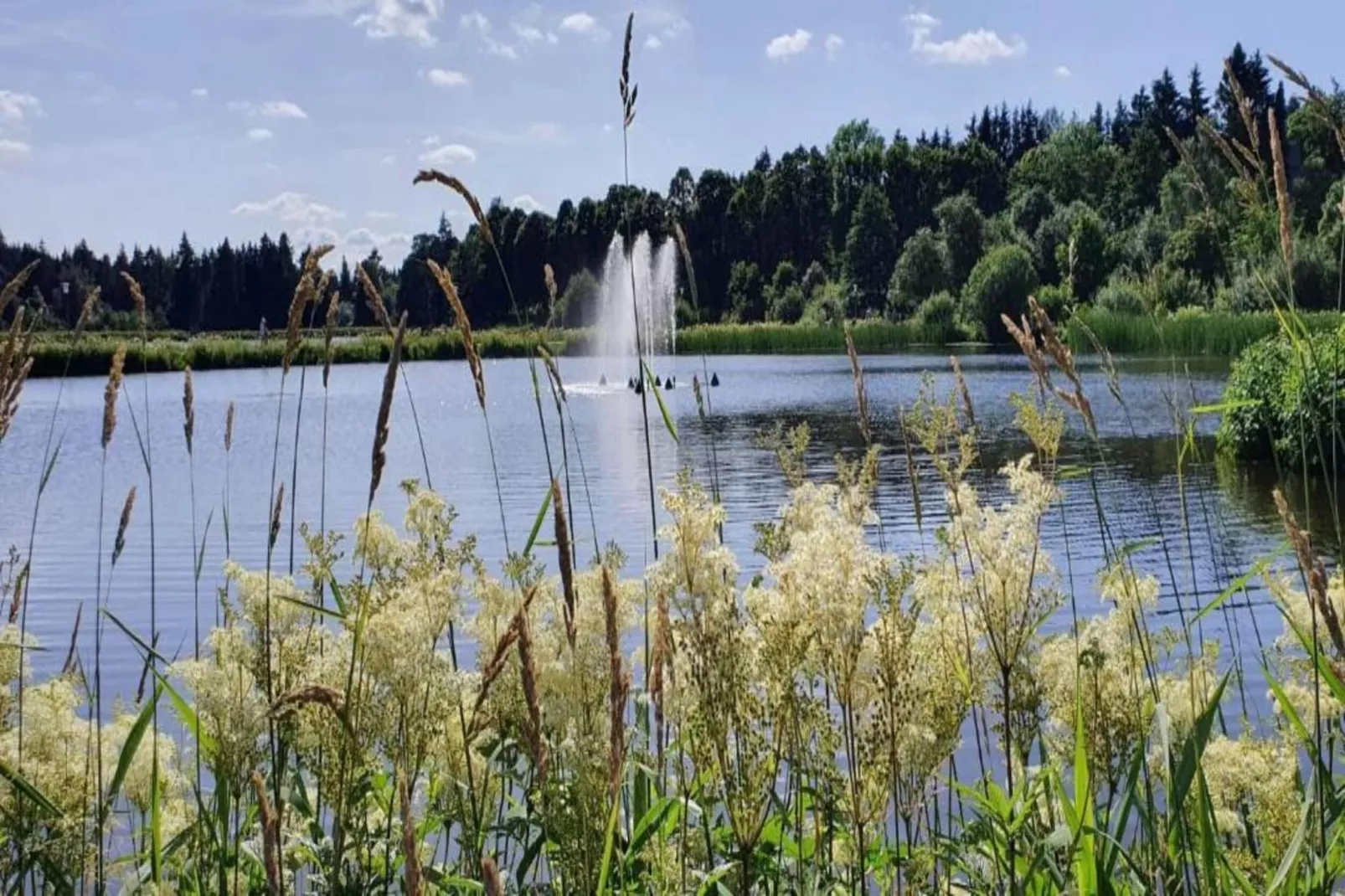 Ferienwohnung Bockwiese-Hahnenklee-Gebieden zomer 20km