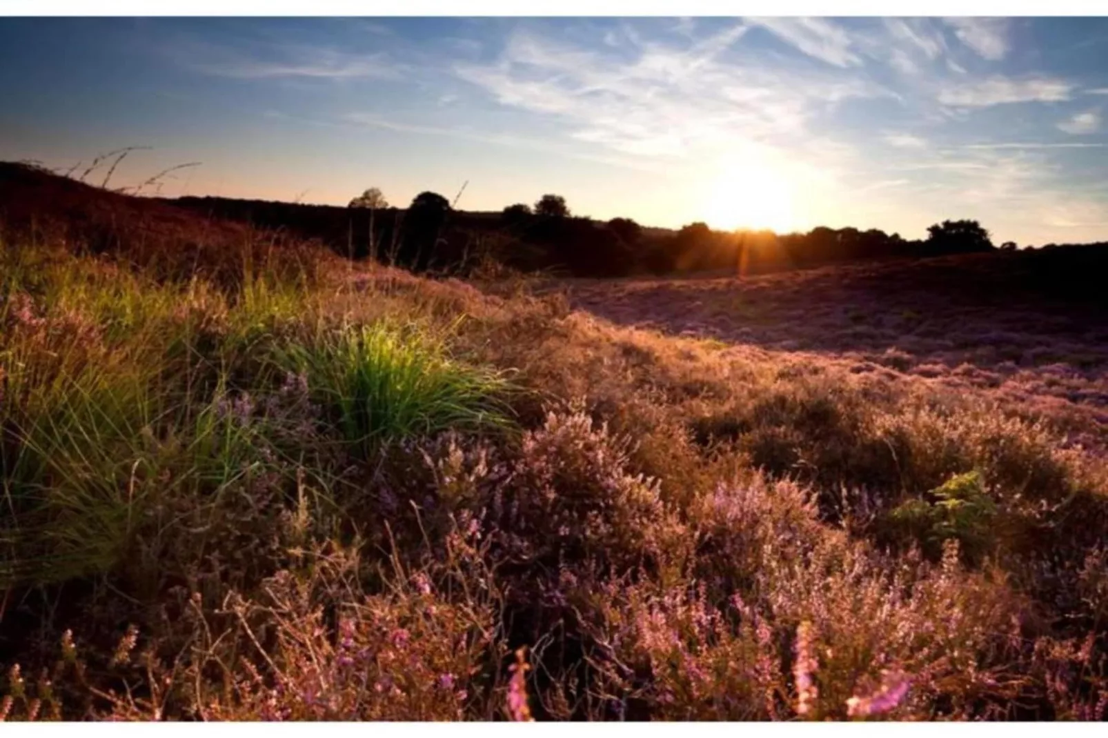 Dwergarend 17-05-Gebieden zomer 20km