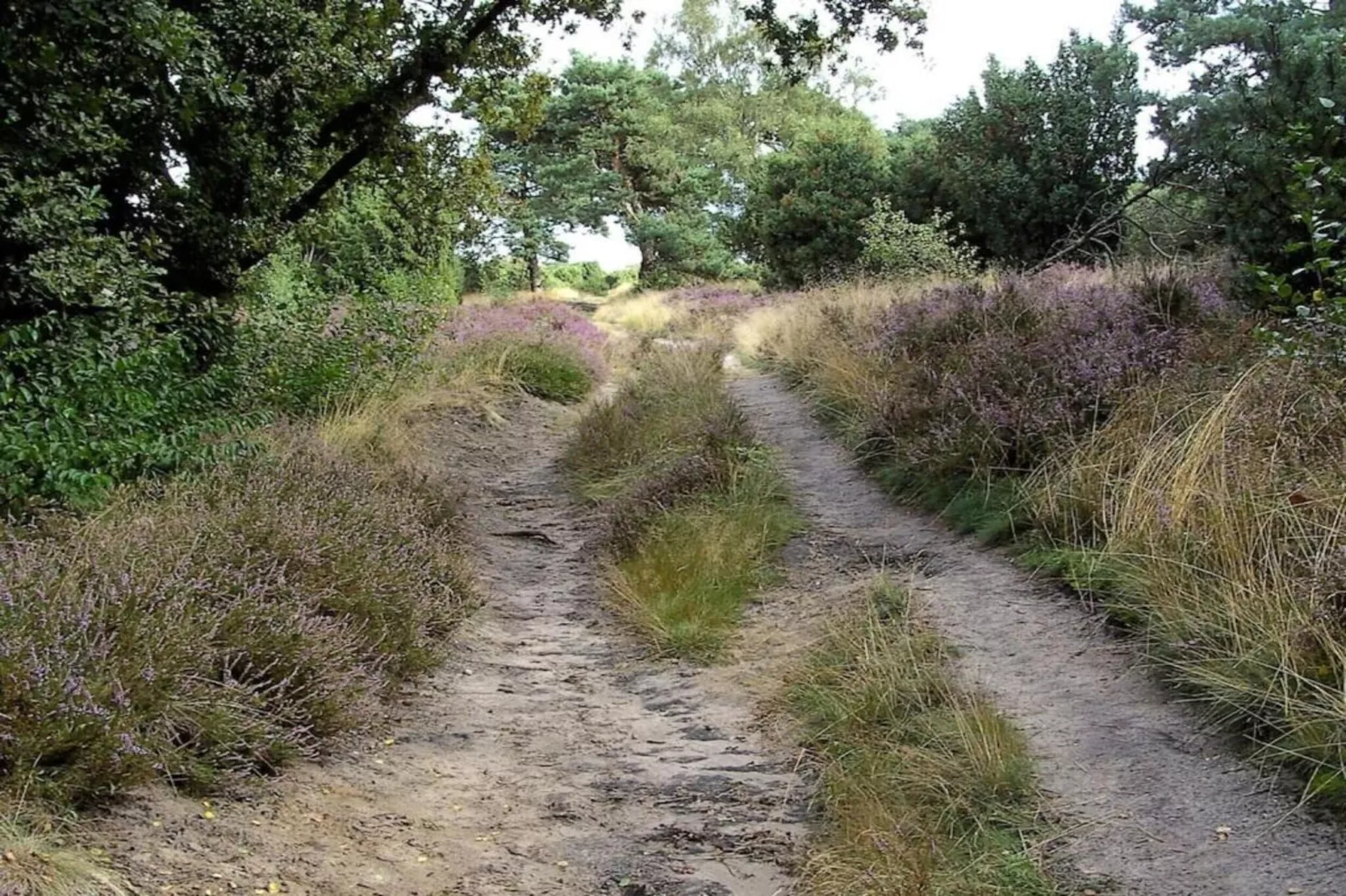 Vakantiepark Hellendoorn 6-Gebieden zomer 5km