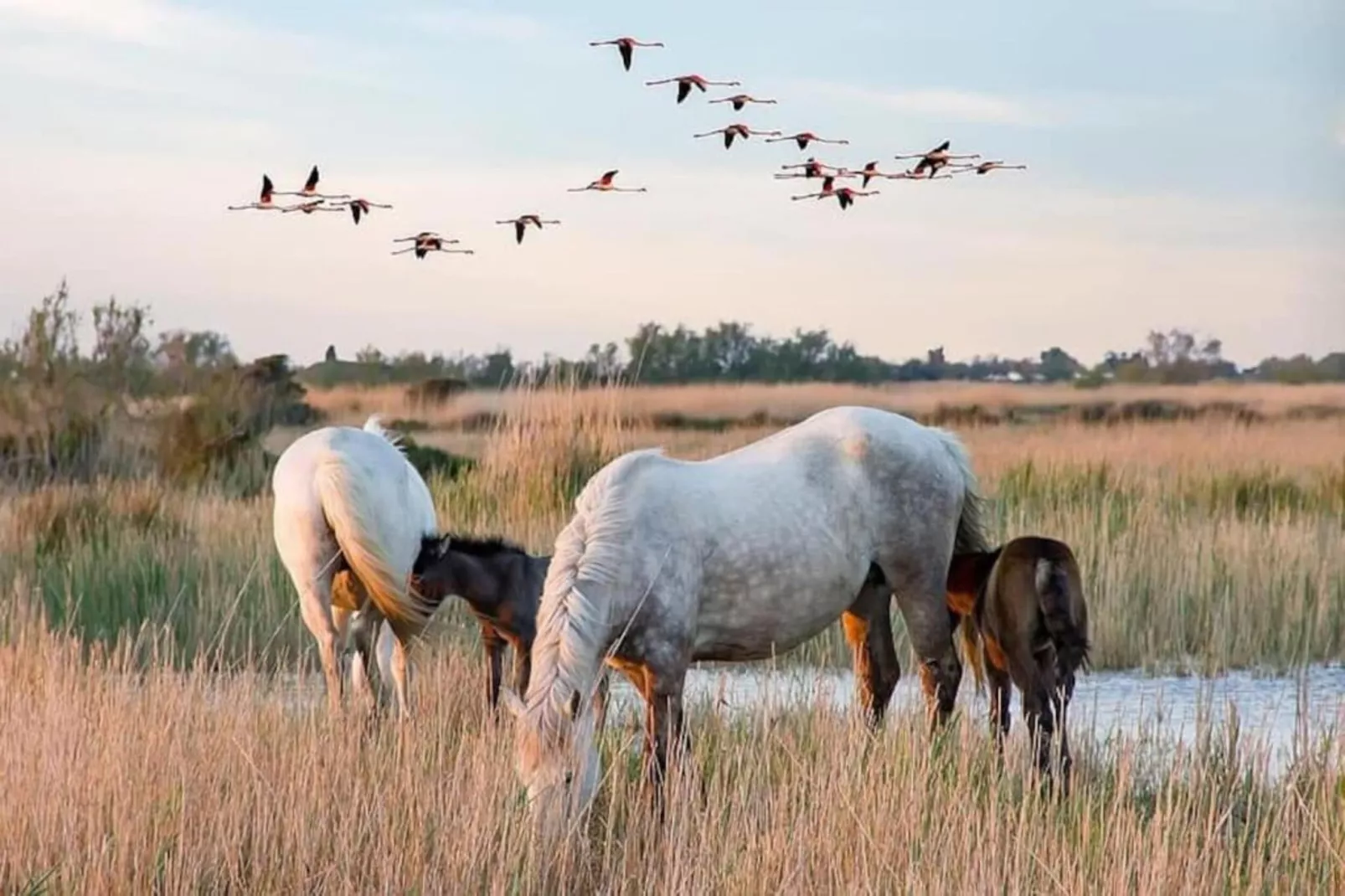 CAP CAMARGUE F N°123 - 3P7-Gebieden zomer 20km