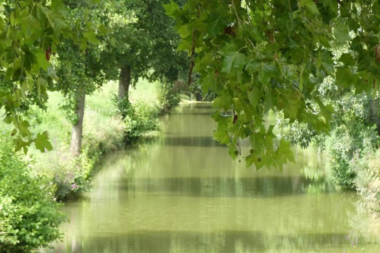 Ecolodge en Sequoia-Gebieden zomer 20km