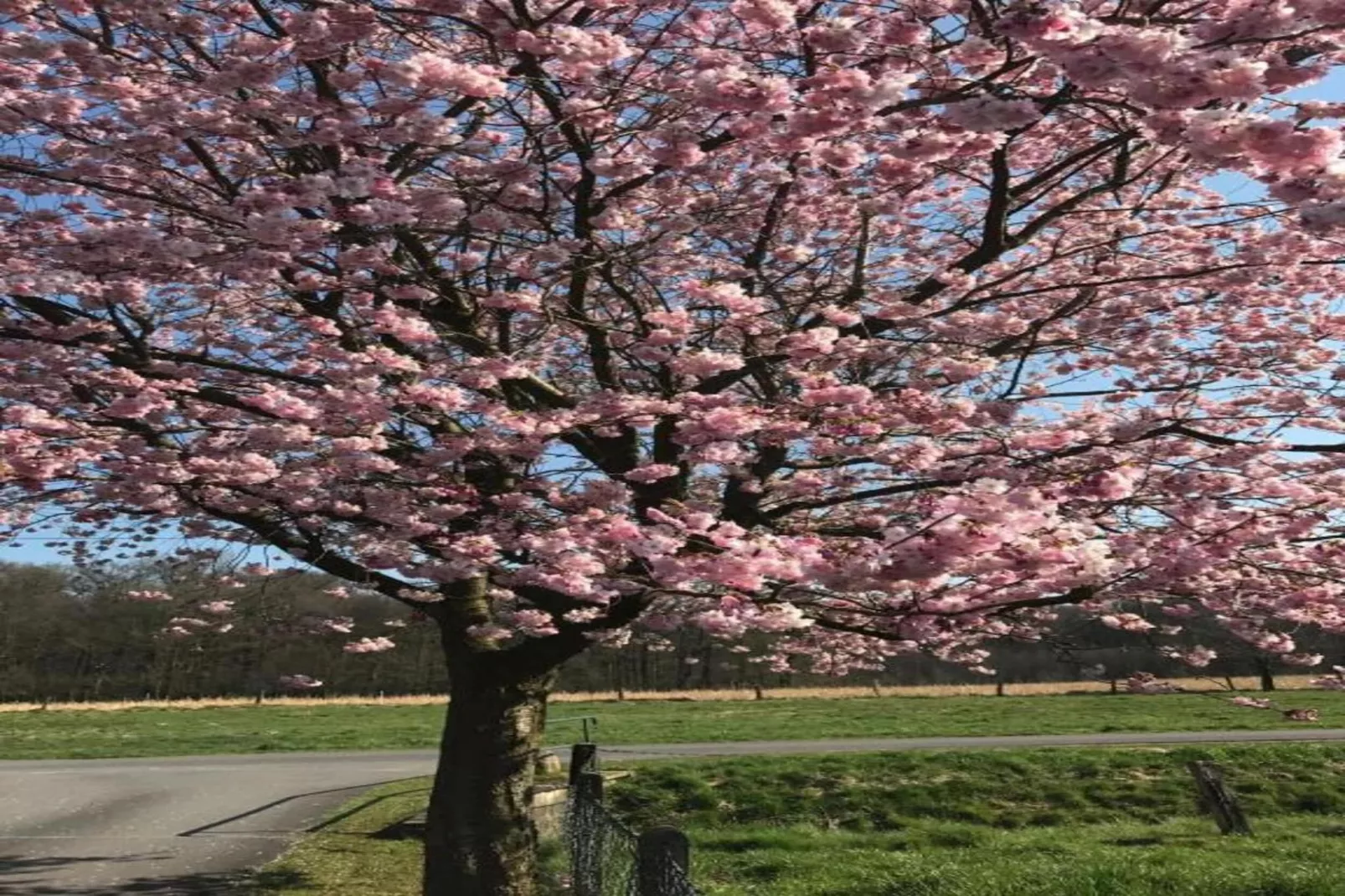Ferienresort Bad Bentheim 9-Gebieden zomer 20km