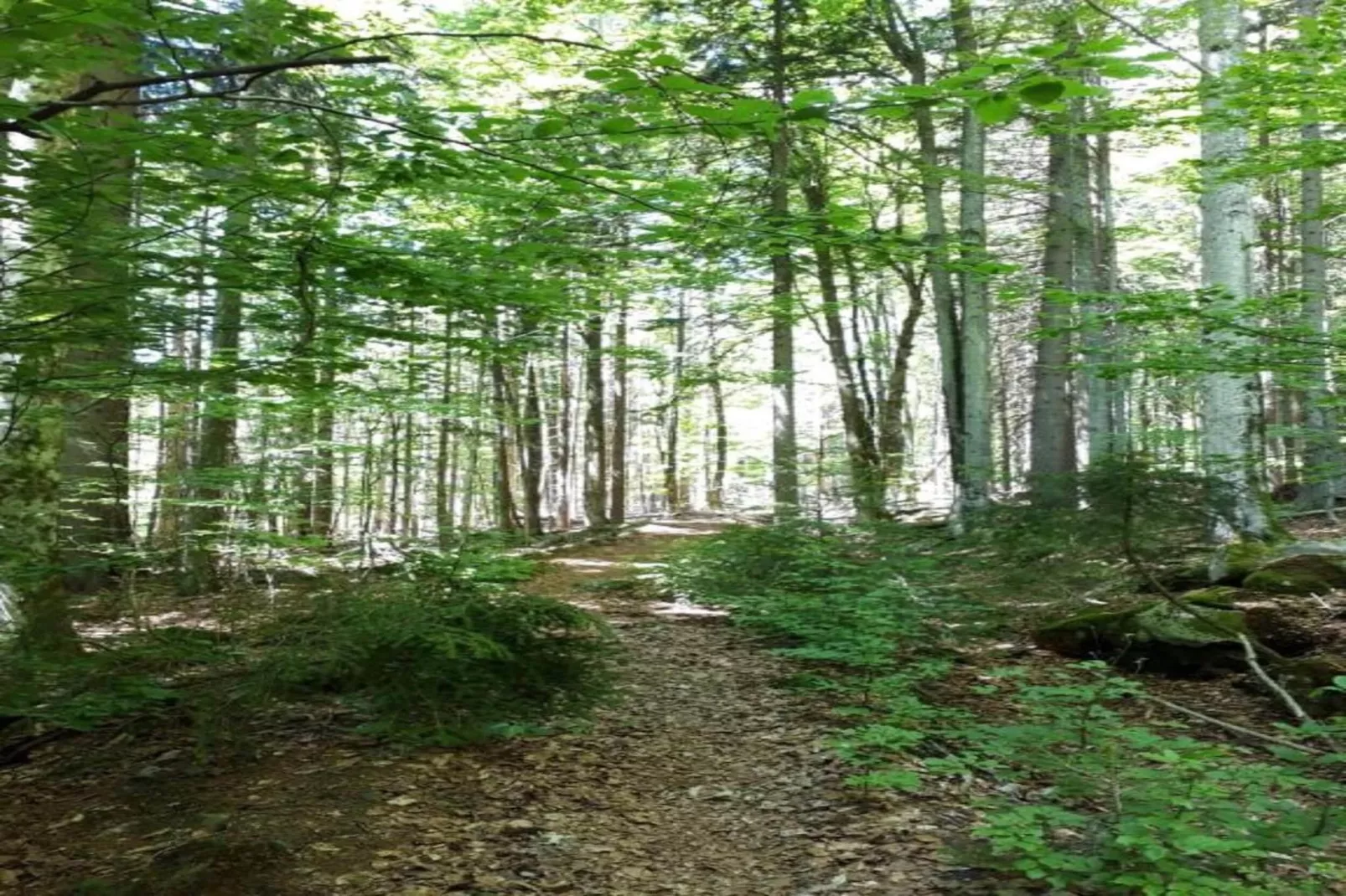 Feriendorf Waldbrunn 1-Gebieden zomer 20km