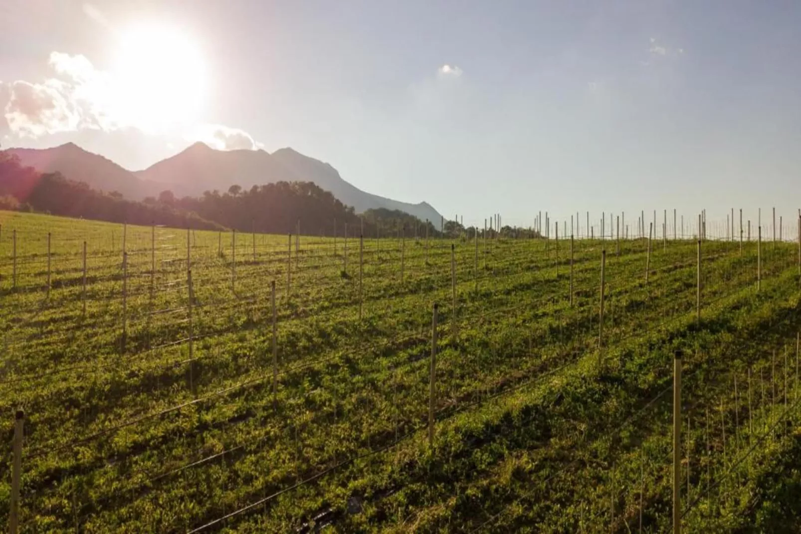 Casale degli Ulivi-Gebieden zomer 20km