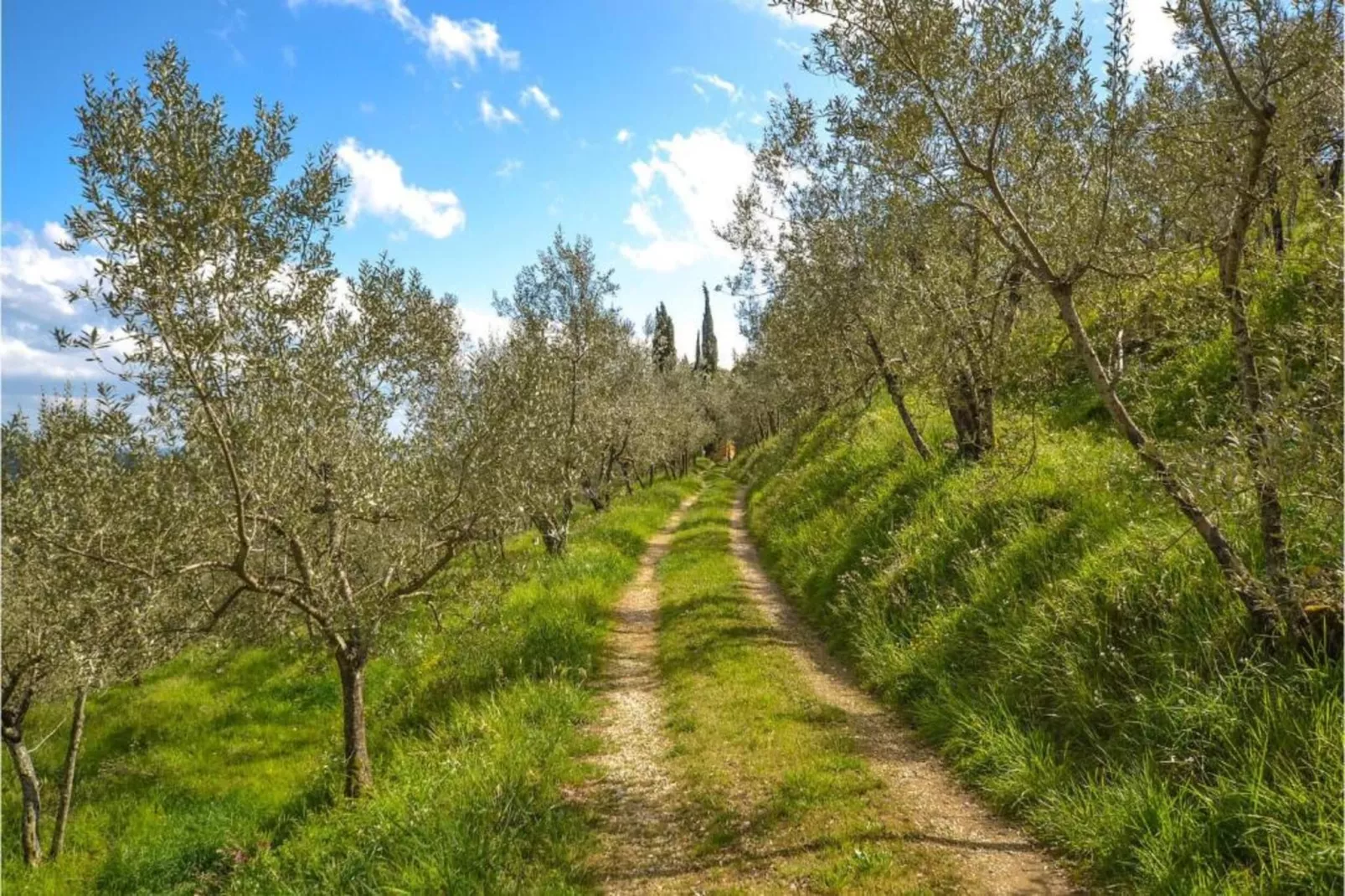 Podere Pulicciano Orciaia-Gebieden zomer 5km