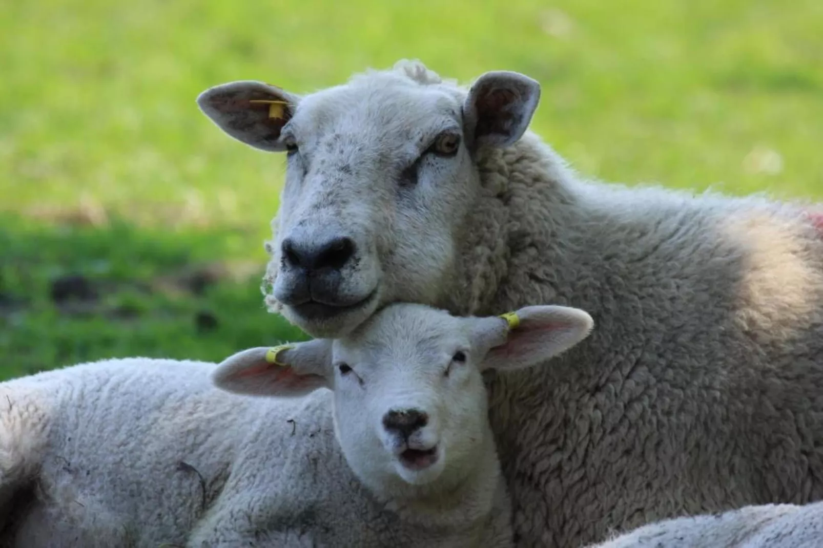 Residentie Californië 7-Gebieden zomer 20km