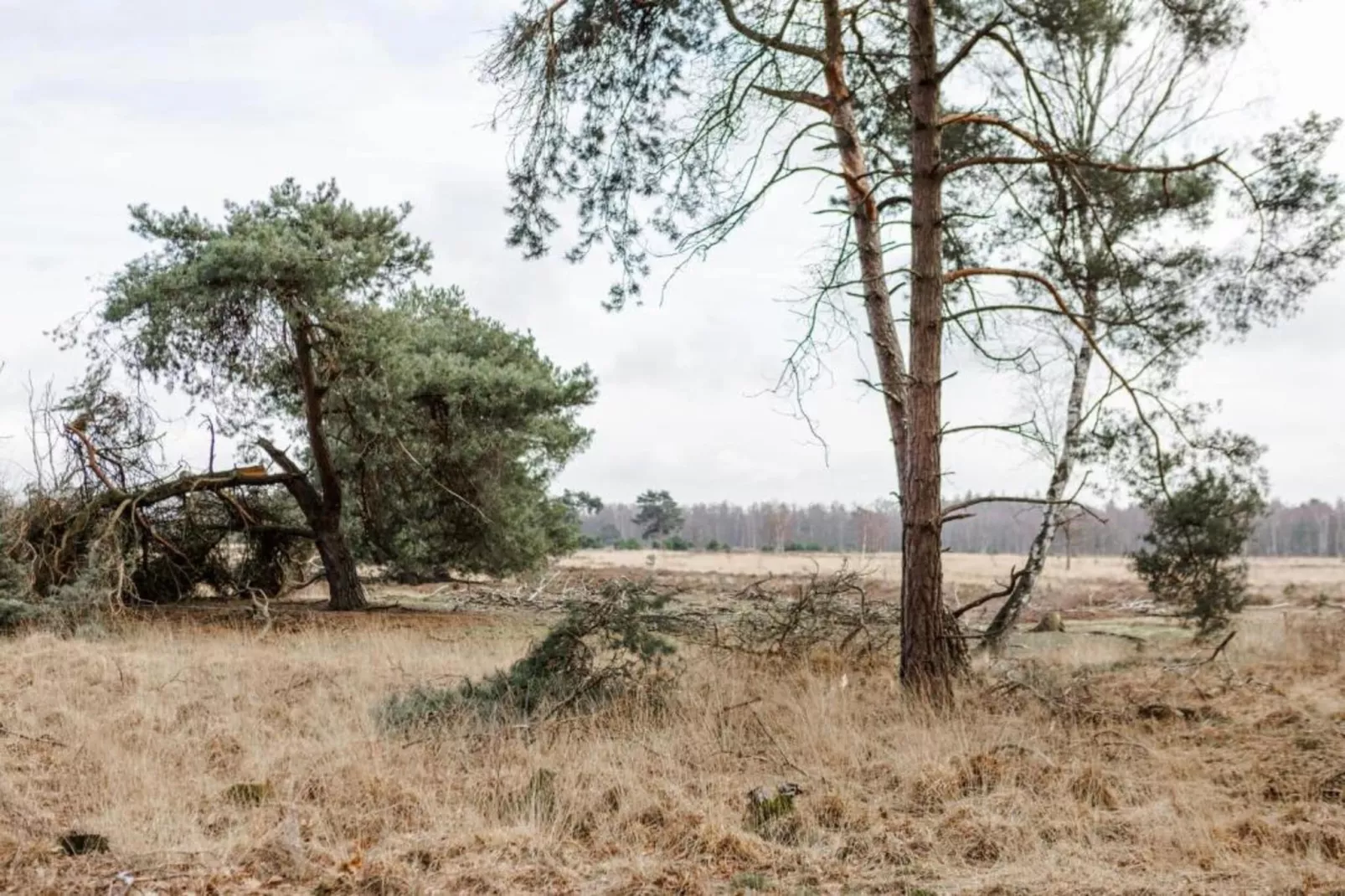 Bospark 't Wolfsven 18-Gebieden zomer 5km