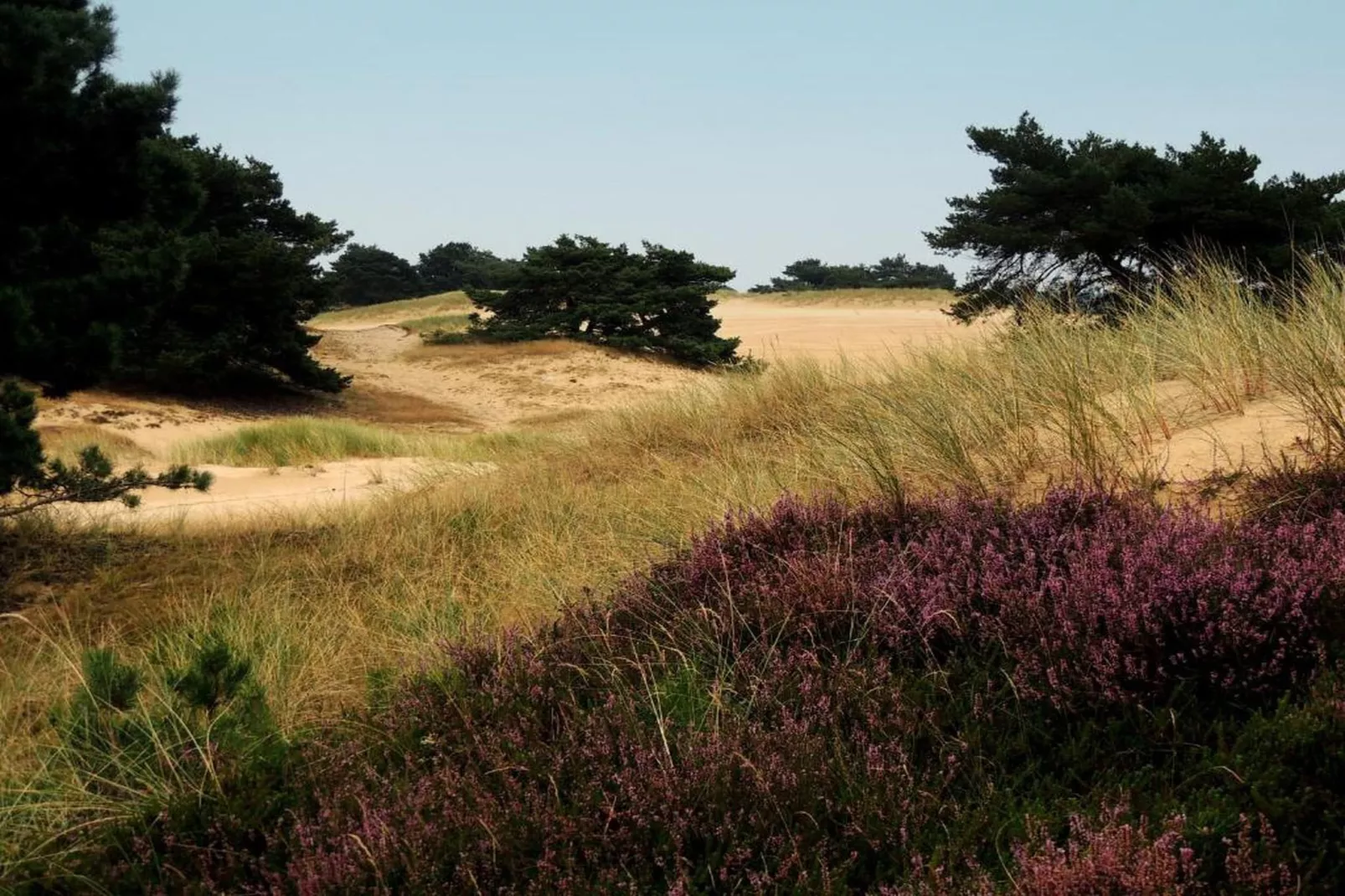 Resort Brinckerduyn 2-Gebieden zomer 20km