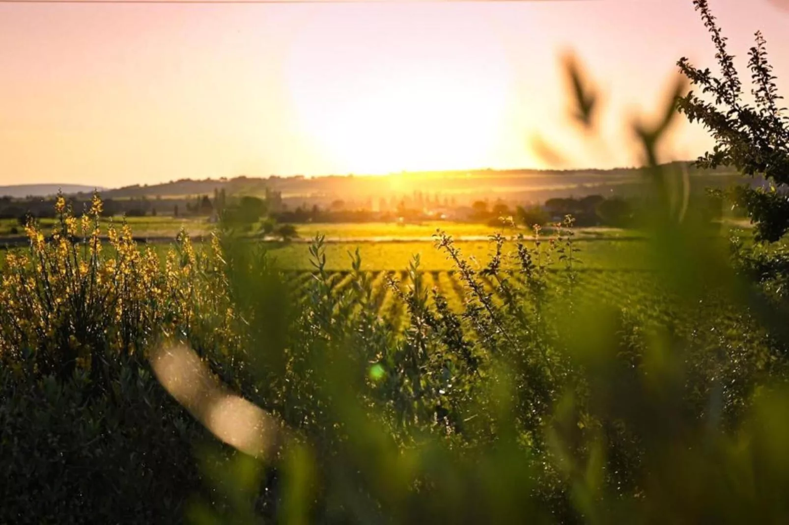 Laurence-Gebieden zomer 20km