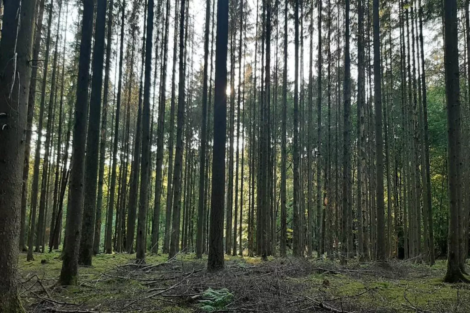 Repère du Cerf-Gebieden zomer 20km
