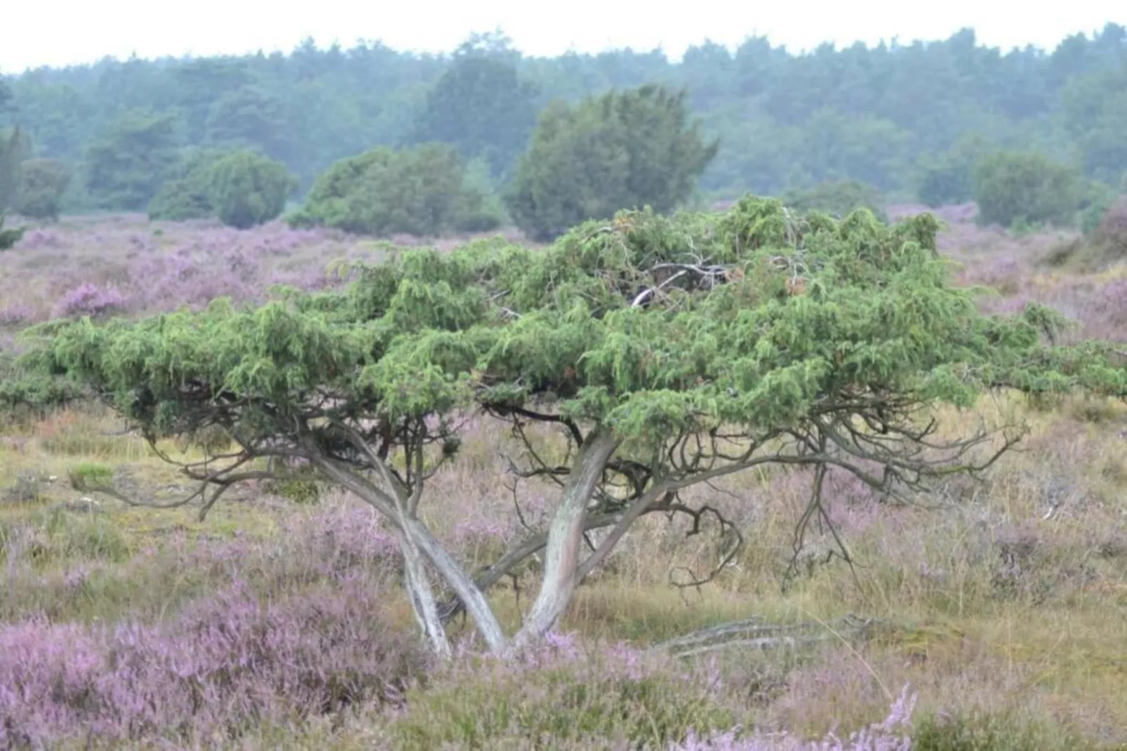 Glamping Resort Lauwersmeer 3-Gebieden zomer 20km