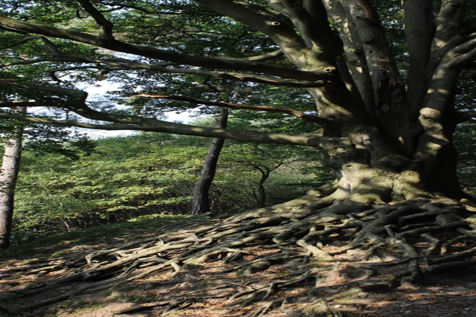 Dwergarend 17-35-Gebieden zomer 20km