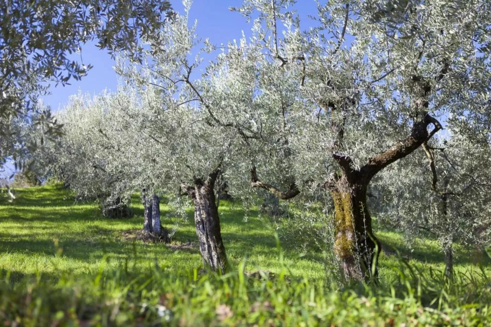 Appartamento 4 persone-Gebieden zomer 20km