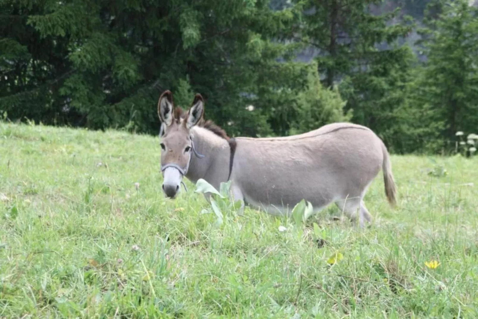Les Chamois N°15 - 3P6 - Gebieden zomer 20km