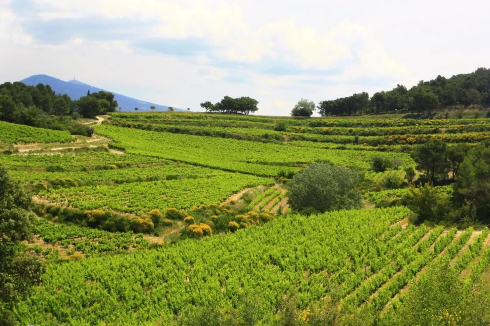 Alana-Gebieden zomer 20km