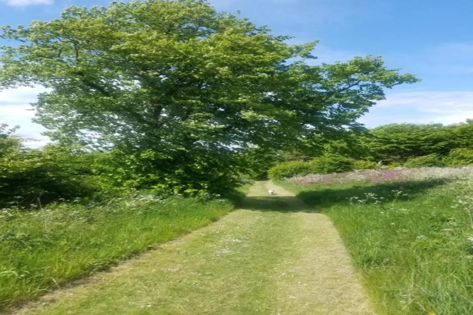Longwool View-Gebieden zomer 20km