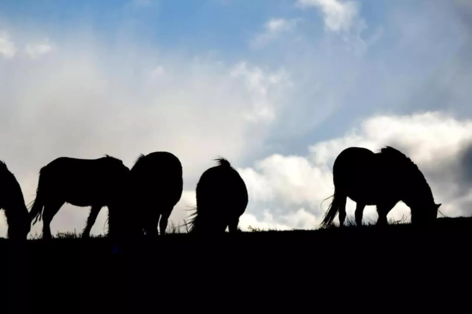 Netley Hall - Lavender-Gebieden zomer 5km